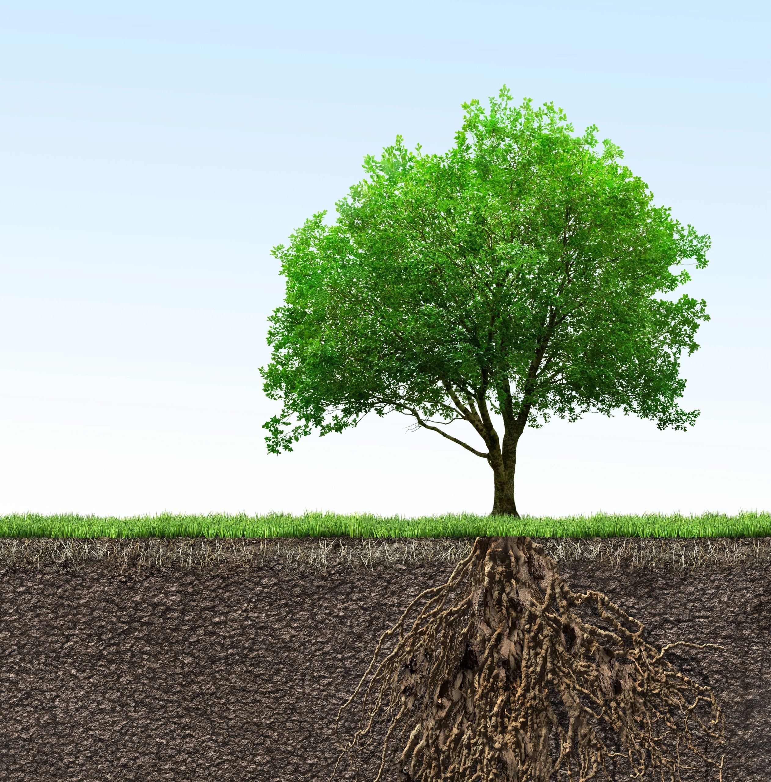tree with its roots showing underground, illustrating the root causes of money problems.
